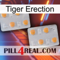 Tiger Erection 25